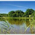 Die Lausitzer Teiche bilden das in Mitteleuropa größte zusammenhängende Teichgebiet. Diesen Hotspot der Artenvielfalt möchte das Projekt "Teichlausitz" bewahren. Foto: Dirk Weis für Teichlausitz