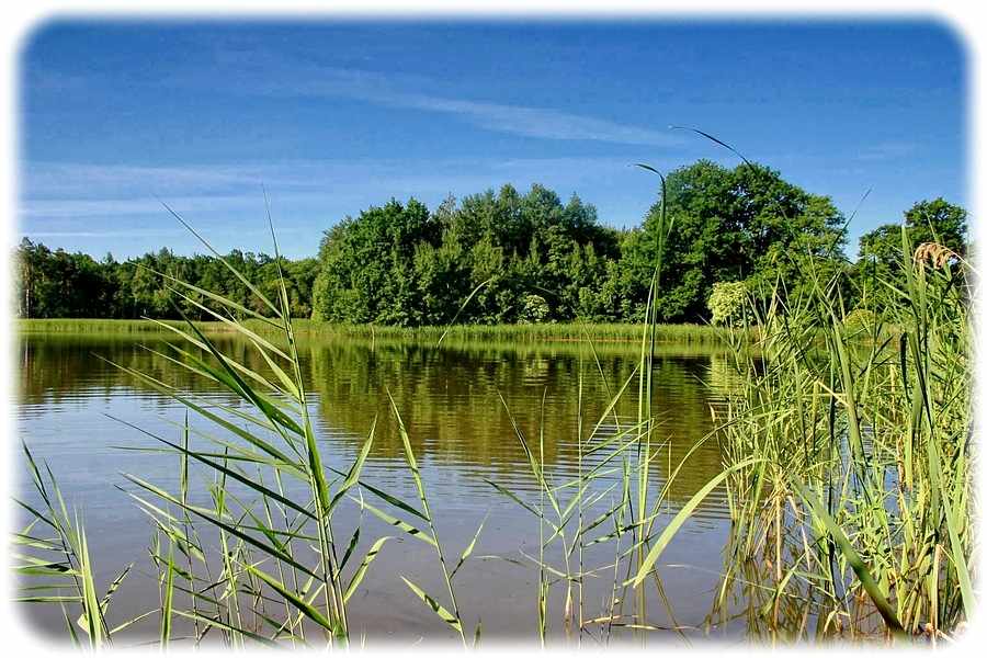 Die Lausitzer Teiche bilden das in Mitteleuropa größte zusammenhängende Teichgebiet. Diesen Hotspot der Artenvielfalt möchte das Projekt "Teichlausitz" bewahren. Foto: Dirk Weis für Teichlausitz