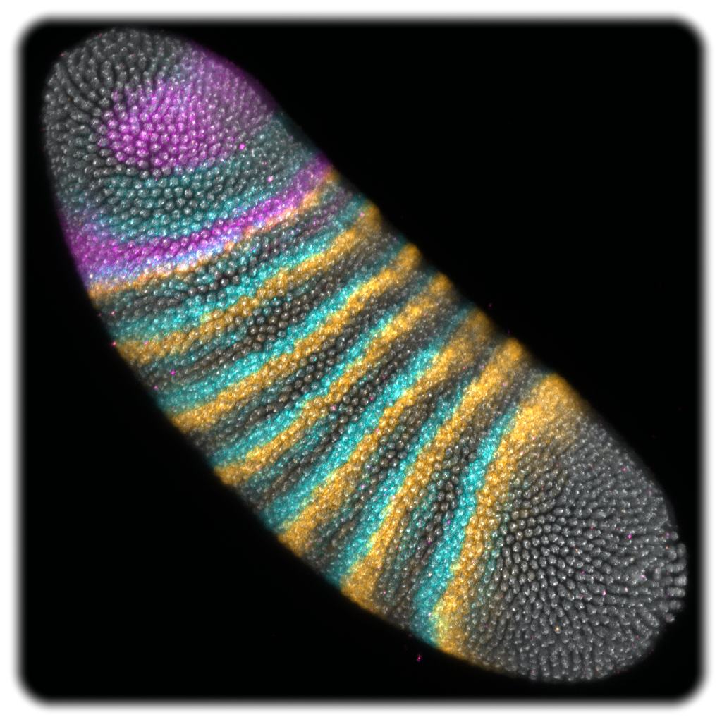 An diesem Embryo der Fruchtfliege "Drosophila melanogaster" haben die Dresdner Forscher ausgewählte Gene farblich markiert. Die darin gespeicherten Erbgut-Informationen wirken als Schalter - unter anderem für die Konstruktion und anschließende Demontage von Kopffurchen. Die dienen als vorübergehende Kräftepuffer während der Morphogenese. Abb.: Bruno C. Vellutini / MPI-CBG / Nature (2025)
