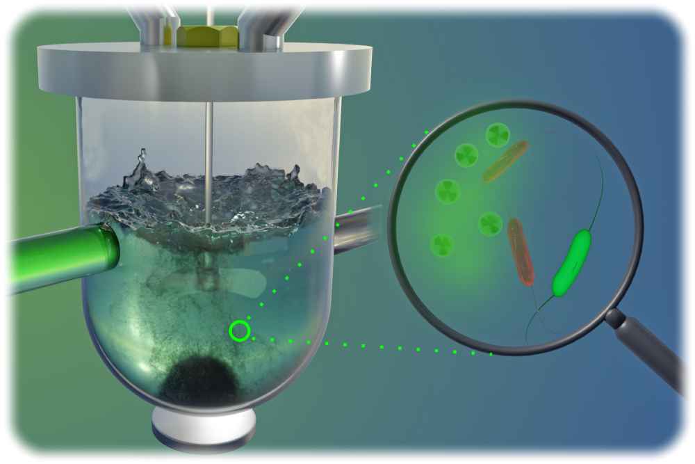 Magnetotaktische Bakterien binden Uran in der Zellwand (schematisch rechts dargestellt). Das lässt sich zur Reinigung uranbelasteter Wässer nutzen, indem die beladenen Bakterien mit einem Magneten abgetrennt werden (links dargestellt). Visualisierung: B. Schröder/HZDR