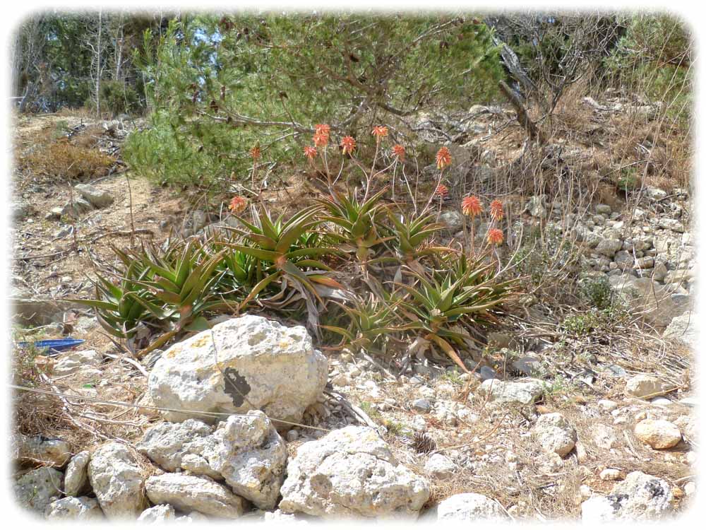 Mediterranes Flora in den Dingli-Klippen. Foto: Ingrid Weckbrodt