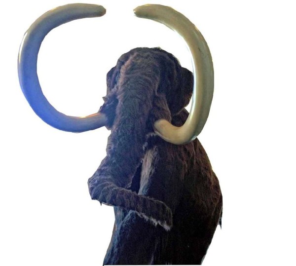Die bis zu vier Meter hohen Mammuts lebten Millionen Jahre auf der Erde, die letzten Exemplare starben vor etwa 4000 Jahren aus. Hier eine Rekonstruktion im Japanischen Palais in Dresden. Foto: Heiko Weckbrodt
