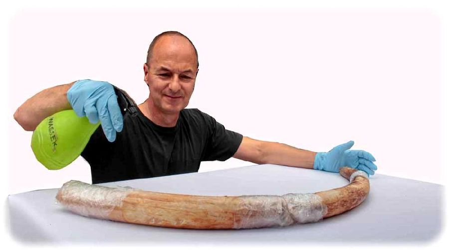 Dr. Ingo Kraft vom Landesamt für Archäologie Sachsen benetzt den gefundenen Mammutzahn, damit er nicht austrockent und brüchig wird. Foto (freigestellt): Heiko Weckbrodt
