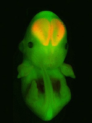 Grusel-grusel: Um das Hirnwachstum zu sehen, haben die Planck-Forscher die Großhirnrinde dieses Maus-Embryos mit einem rot leuchtenden Protein markiert. Foto: MPI-CBG