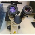 Mikroskop Biotech Medizin Breslau