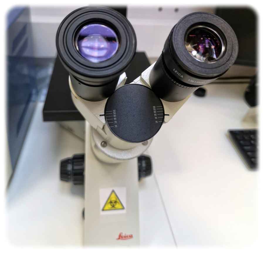 Mikroskop, Forschung. Foto: Heiko Weckbrodt