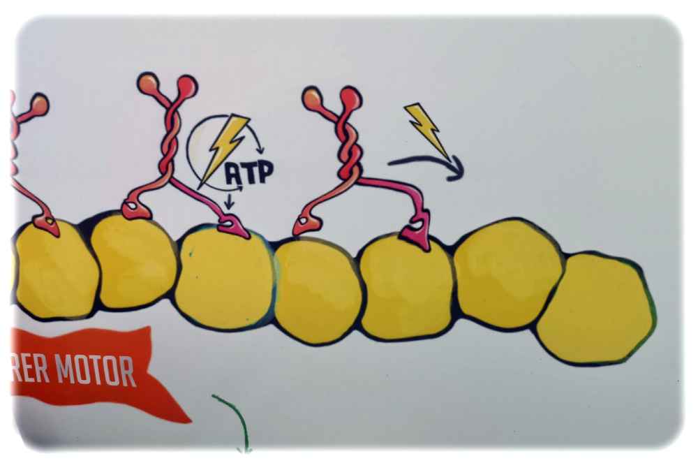 Molekulare Schritt-Motoren lieben Phosphor-Energie-Snacks. Grafik: Priyanka Oberoi, Repro: hw
