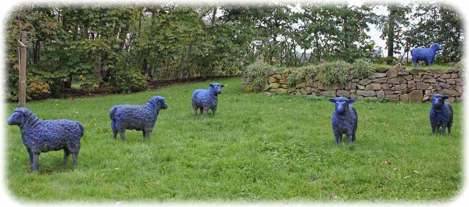 Im Rüdenhof begegnen wir einer bemerkenswerten Moritzburger Neuzüchtung - blaue Schafe! Foto: Peter Weckbrodt