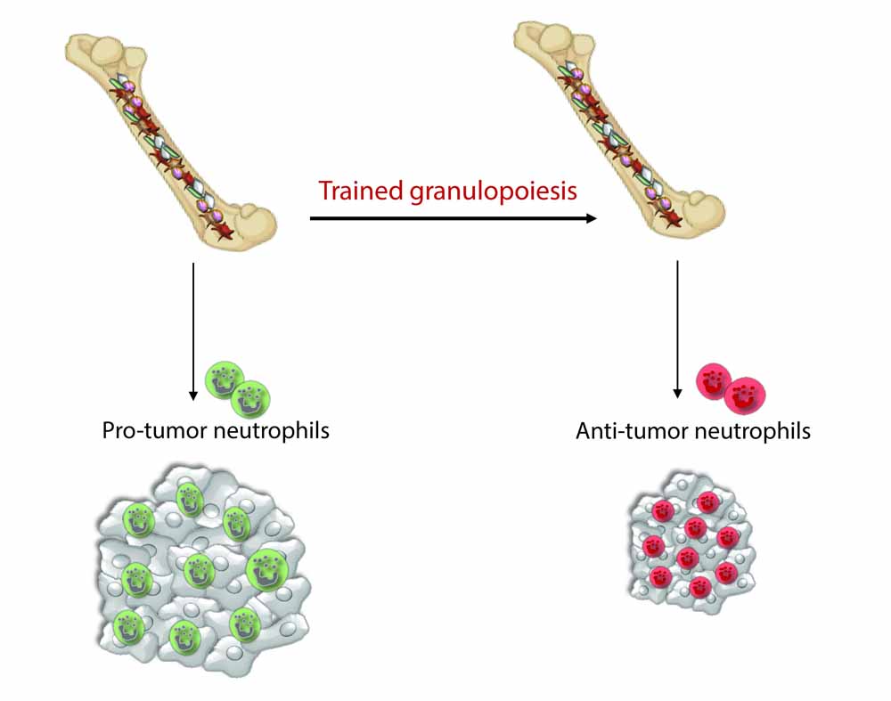 Neutrophile Granulozyten lassen sich durch ein spezielles Training zur Behandlung von Tumoren einsetzen. Die Wirkung des Trainings setzt bereits bei der Blutbildung (Granulopeose) ein. Grafik: Lydia Kalafati für das NCT