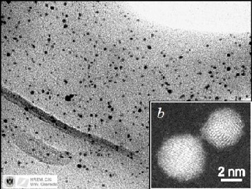 Auf den Hüllproteinen des Mikroorganismus' lagern sich magnetische Nanogold-Cluster an. Abb.: HZDR / Uni Granada