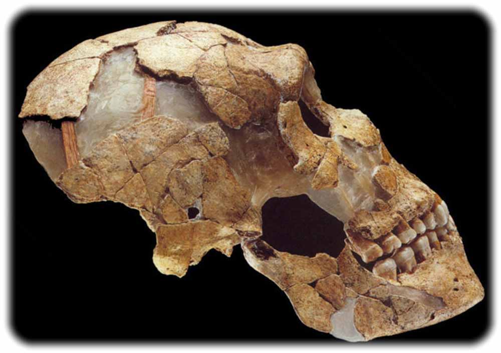 Neandertaler-Schädel. Foto: MPI-Eva
