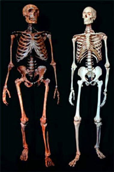 Skelett eines Neandertalers (links) und eines modernen Menschen (rechts). Abb.: Ian Tattersall