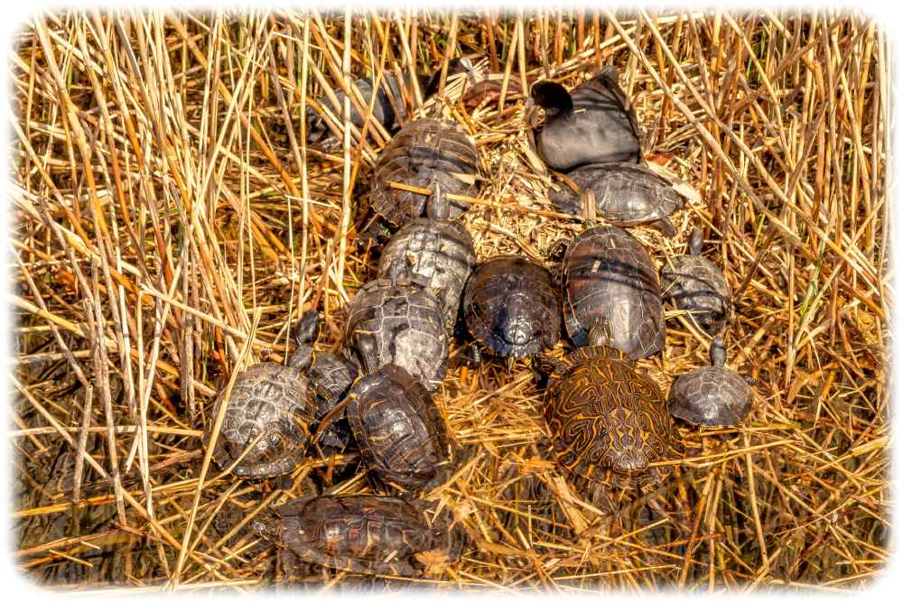 Hier sonnen sich verschiedene nicht-heimische Schildrötenarten auf dem Nest zweier Blässhühner im Flückigersee in Freiburg im Breisgau. Foto: Nahid Hasan Sumon für die Uni Freiburg und Senckenberg