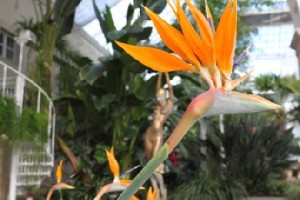 Aus Südarika kommt die papageienblume. Im Hintergrund eine der Bronzeguss- Skulpturen von Malgorzata Chodalowska. Foto: Peter Weckbrodt