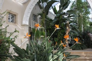 Aus Südarika kommt die Papageienblume. Im Hintergrund eine der Bronzeguss- Skulpturen von Malgorzata Chodalowska. Foto: Peter Weckbrodt