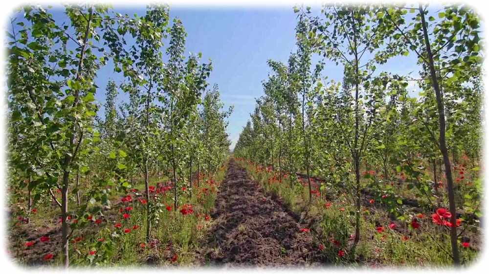 Pappelplantage mit Mohnblumen und insektenfreundlicher Bodenvegetation, die für mehr Biovielfalt sorgt. Foto: Dendromass4Europe