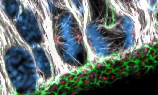 Sich teilende Hirn-Stammzellen in der embryonalen Großhirnrinde der Maus. Foto: Felipe Mora-Bermúdez, MPI-CBG