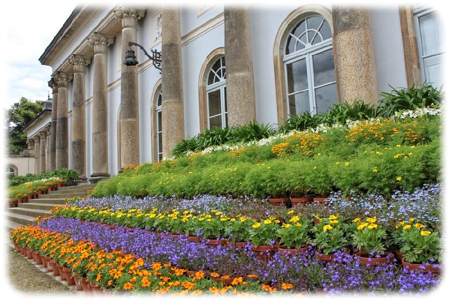 Mit insgesamt 1 100 Blumentöpfen erfolgte die florale Gestaltung der Freitreppe am Neuen Palais. Foto: Peter Weckbrodt
