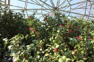 Die Kamelie mit ihren ersten koralleroten Blüten. Foto: Peter Weckbrodt
