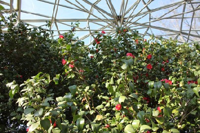 Die Kamelie mit ihren ersten koralleroten Blüten. Foto: Peter Weckbrodt