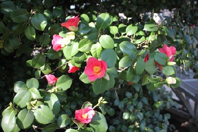 Die Kamelie mit ihren ersten koralleroten Blüten. Foto: Peter Weckbrodt
