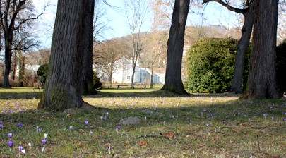 Krokusse im Schlosspark, im Hintergrund die bemerkenswerte Konstruktion des Palmenhauses. Foto: Peter Weckbrodt