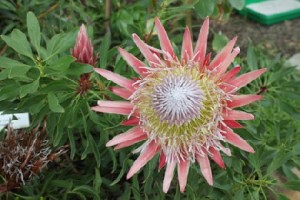 Eine Königsprotea aus Südafrika. Foto: Peter Weckbrodt