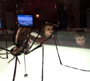 Zum Staunen: die Tigermücke. Foto: Heiko Weckbrodt