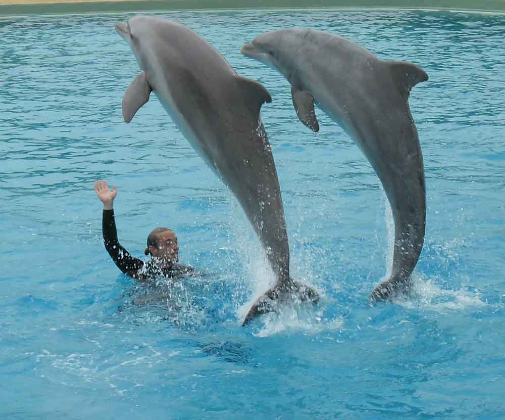 Delfine kommen offensichtlic ganz gut ohne haarbildende Gene aus. Foto: Mith, Wikipedia. CC3-Lizenz, tinyurl.com/mupuzn4