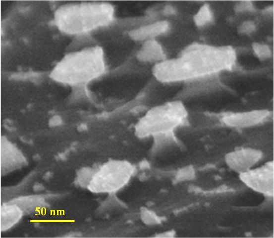 Die Aufnahme mit einem Rasterelektronen-Mikroskop zeigt Quantenpunkte aus Indiumarsenid . Abb.: HZDR