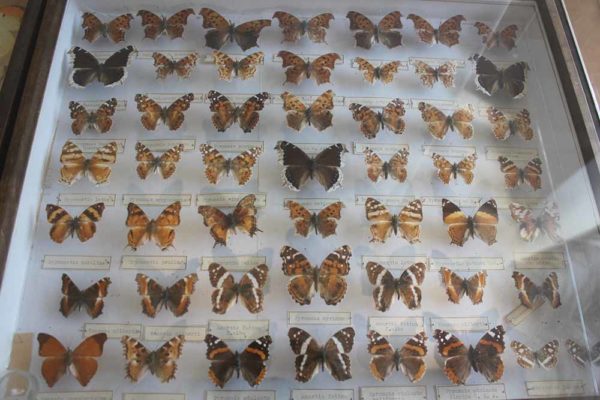 Die Schmetterlingssammlung des Johann Centurius von Hoffmannsegg ist berühmt. Foto: Peter Weckbrodt