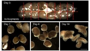 Aus jedem Planarian-Teil wächst binnen Tagen wieder je ein Flachwurm. Abb.: MPI-CBG
