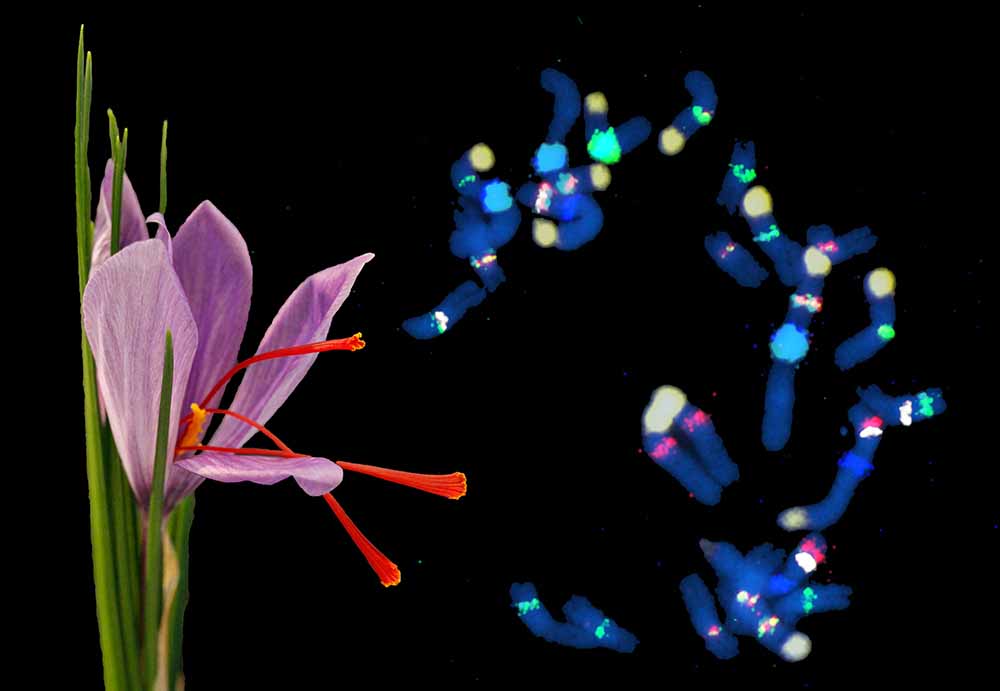 Blüte des Safran-Krokus mit drei orangefarbenen Fruchtblättern. Foto und Grafik: TUD/Sarah Breitenbach and FISH chromosome analysis