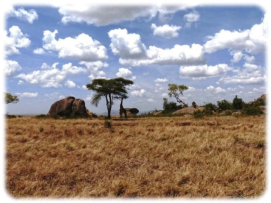 Savannen wie hier in Tansania nehmen insgesamt nur recht wenig von dem Kohlendioxid auf, das der Mensch vor allem durch die Verfeuerung fossiler Brennstoffe freisetzt. Sie verursachen aber - je nach Niederschlags-Menge - die Schwankungen in der globalen Kohlenstoffbilanz. Foto: Fritz/Heinrich