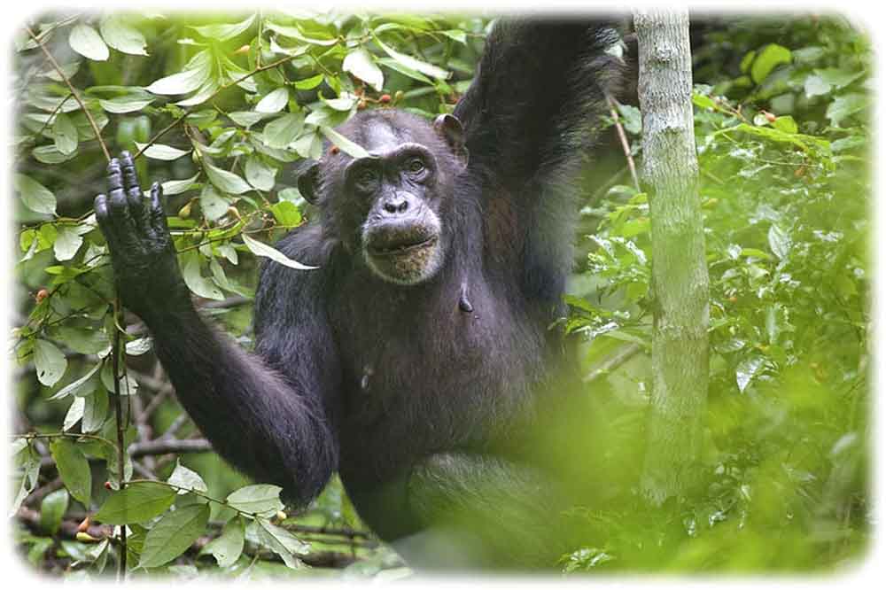 Eine Schimpansin verspeist Grewia-Früchte. Foto: Colbeck, MPI-EVA