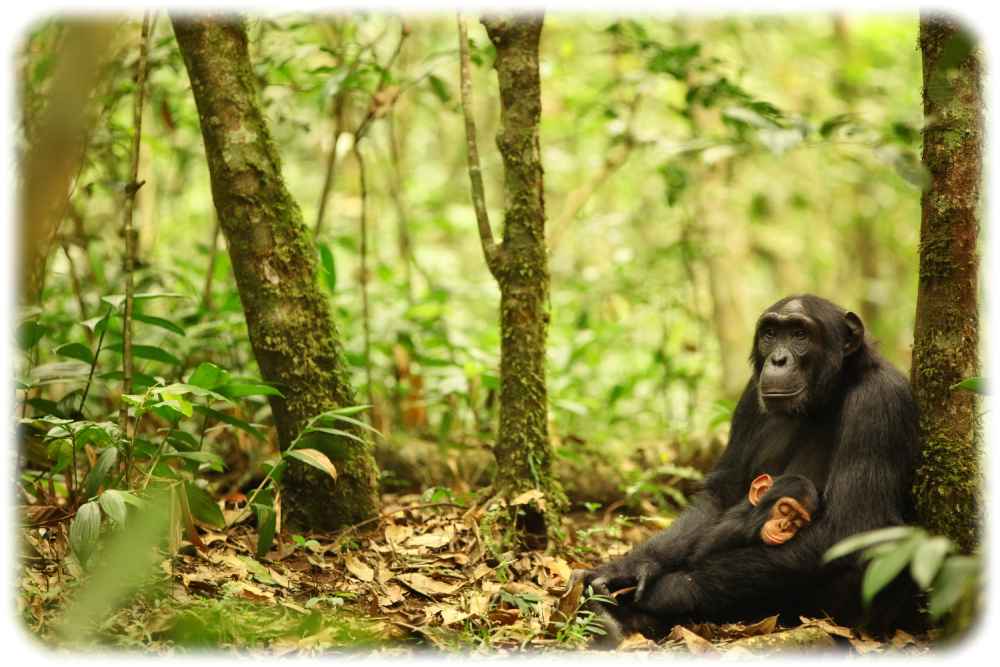 Über 98 Prozent unseres Erbgutes teilen wir uns mit Schimpansen. Foto: Kevin Langergraber via Senckenberg