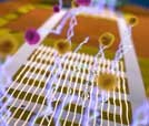 Aus Silizium-Nanodrähten haben die Dresdner Forscher Transistoren für die schnelle und preisgünstige Viren-Erkennung entwickelt. Abb.: Daniil Karnaushenko, IFW Dresden