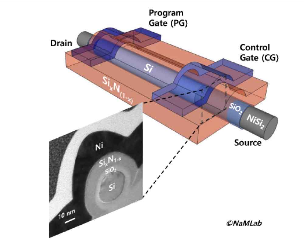 Die Silizium-Nanodrähte (blau) können alle Funktionen eines Transistor-Minischalters mit Tor (Gate), Ladungsquelle (Source) und Ladungsziel (Drain) annehmen. Grafik und Mikroskop-Foto: Namlab