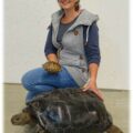 Die neu entdeckte sizilianische Riesenschildkröte hatte eine Panzerlänge von bis zu 60 cm und war deutlich größer als die heute noch auf Sizilien vorkommenden Griechischen Landschildkröten. Eine Frau zeigt hier den Größenunterschied zwischen der Griechischen Landschildkröte und der halbwüchsigen Galapagos-Riesenschildkröte. Foto: Uwe Fritz, Senckenberg