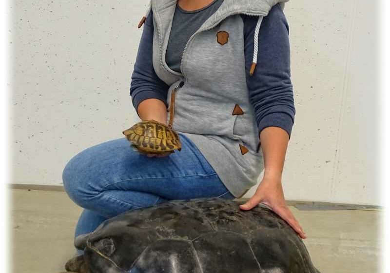 Die neu entdeckte sizilianische Riesenschildkröte hatte eine Panzerlänge von bis zu 60 cm und war deutlich größer als die heute noch auf Sizilien vorkommenden Griechischen Landschildkröten. Eine Frau zeigt hier den Größenunterschied zwischen der Griechischen Landschildkröte und der halbwüchsigen Galapagos-Riesenschildkröte. Foto: Uwe Fritz, Senckenberg