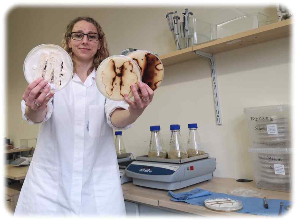 Doktorandin Stephanie Stange zeigt die Vorder- und Rückseiten von Schalen mit Pilzen, die auf den Holzproben eine dekorative Marmorfäule erzeugt haben. Foto: Heiko Weckbrodt