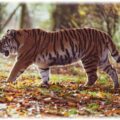 Raubtieren wie dieser Tiger haben im Laufe der Evolution bestimmte Gene verloren, die unter anderem für den Abbau von Pflanzengiften zuständig waren. Foto: TheOther Kev, pexels.com, Lizenz: kostenlose Nutzung https://www.pexels.com/de-de/foto/grauer-und-schwarzer-tiger-der-auf-wald-geht-2264556/