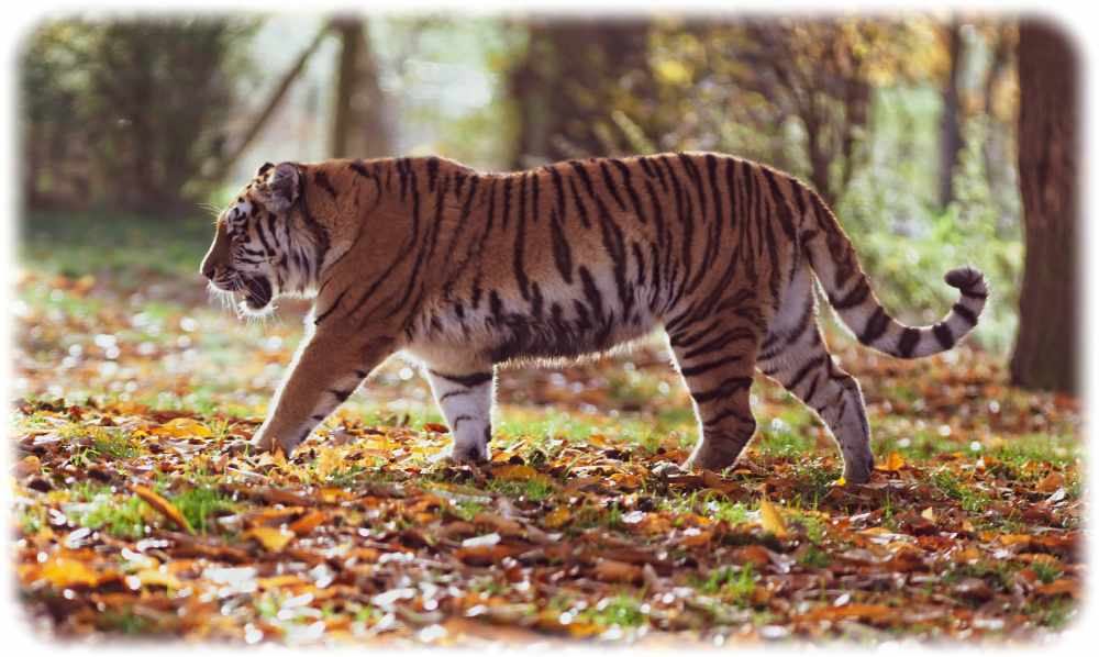 Raubtieren wie dieser Tiger haben im Laufe der Evolution bestimmte Gene verloren, die unter anderem für den Abbau von Pflanzengiften zuständig waren. Foto: TheOther Kev, pexels.com, Lizenz: kostenlose Nutzung https://www.pexels.com/de-de/foto/grauer-und-schwarzer-tiger-der-auf-wald-geht-2264556/