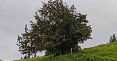 Deutschlands wohl ältester Baum ist die Ureibe von Steibis. Foto: Andreas Roloff