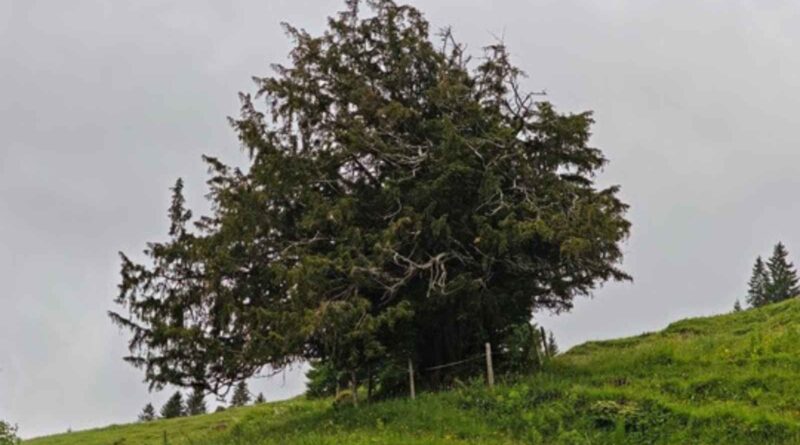 Deutschlands wohl ältester Baum ist die Ureibe von Steibis. Foto: Andreas Roloff