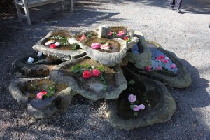 Naturstein und Kamelien, sie passen perfekt zusammen. Foto: Peter Weckbrodt