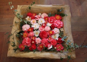 Von weiß über zartrosa und korallenrot bis zu dunkelrot reicht die Farbpalette der Kamelien. Foto: Peter Weckbrodt