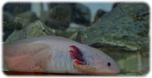 Der Wundermolch Axolotl, der Körperteile nachwachsen lassen kann, gehörte in der Wissenschaftsnacht zu den Stars im Max-Planck-Institut für molekulare Zellbiologie und Genetik Dresden. Foto: Heiko Weckbrodt