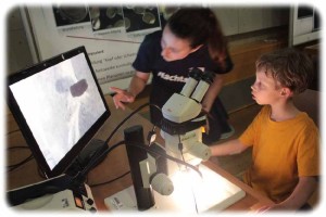 Ein faszinierter Knirps schaut im Planck-Genetikinstitut Dresden den Würmern beim Wachsen zu. Foto: hw