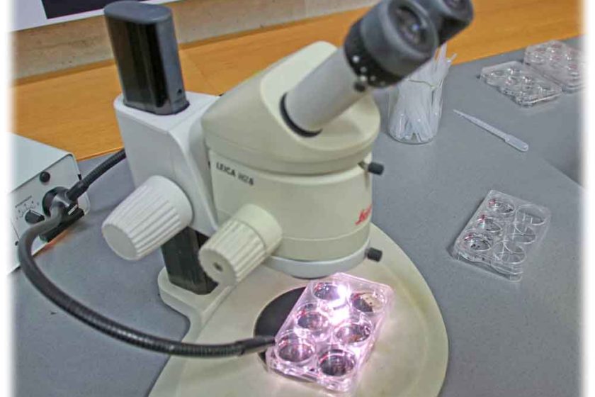 Regnerationswürmer unterm Mikroskop. Foto: Heiko Weckbrodt